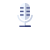 主持人